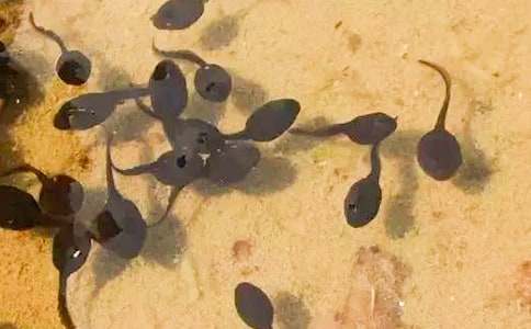 С����������ѧ��˼����600�֣���ѡ14ƪ��