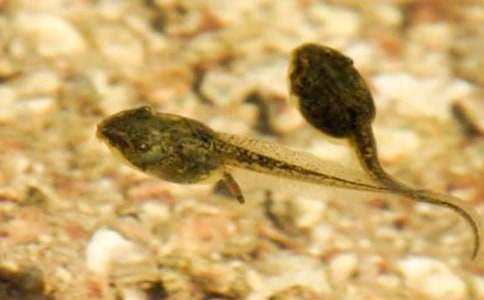 С���������Ľ�ѧ��˼